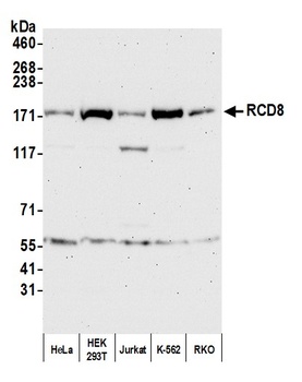 RCD8 Antibody