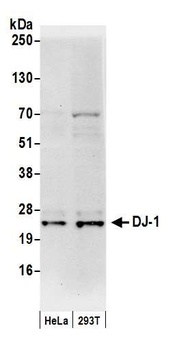 Rabbit anti-DJ-1 Antibody