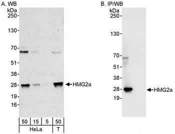 Rabbit HMG2a Antibody