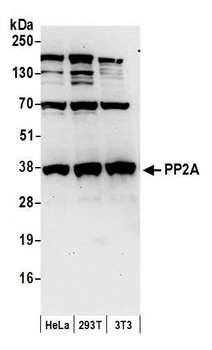 Rabbit PP2A Antibody