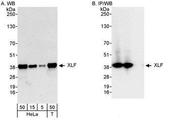 Rabbit anti-XLF Antibody