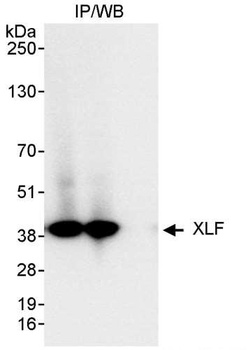 Rabbit anti-XLF Antibody