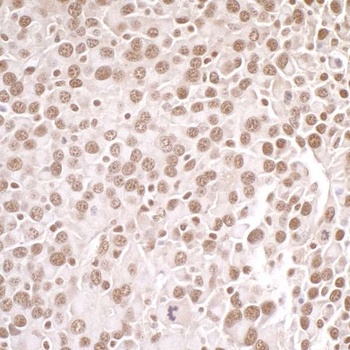 PRMT1 Antibody