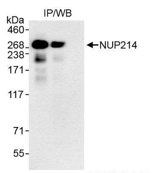 Rabbit anti-NUP214 Antibody