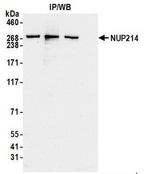 Rabbit anti-NUP214 Antibody