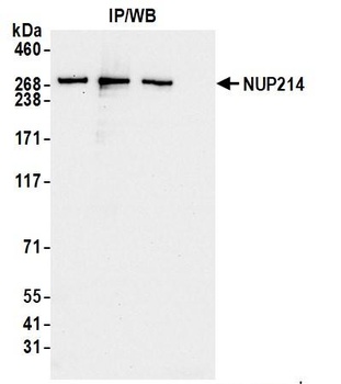 NUP214 Antibody