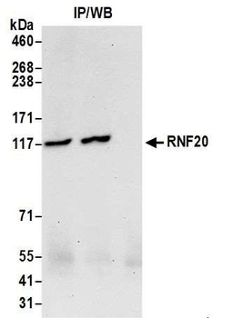 Rabbit anti-RNF20 Antibody
