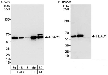 Rabbit HDAC1 Antibody