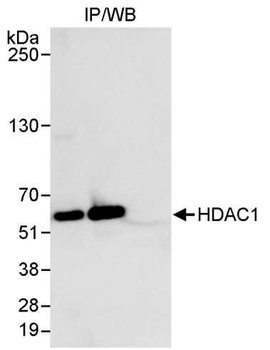 Rabbit HDAC1 Antibody