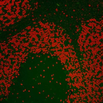Rabbit anti-Nucleolin (NCL) Antibody