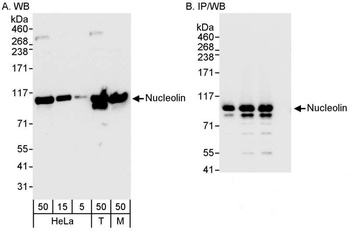 Rabbit anti-Nucleolin (NCL) Antibody