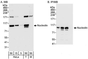 Rabbit anti-Nucleolin (NCL) Antibody
