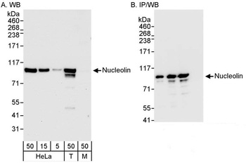 Rabbit anti-Nucleolin (NCL) Antibody