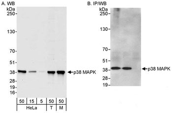 Rabbit anti-p38 MAPK Antibody