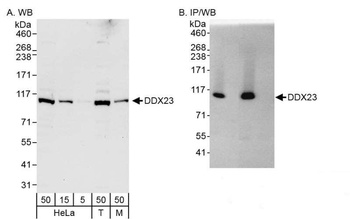 Rabbit anti-DDX23 Antibody