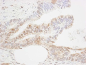 Rabbit CDX2 Antibody