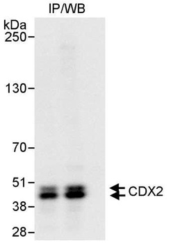 Rabbit CDX2 Antibody
