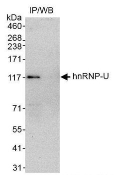 hnRNP-U Antibody