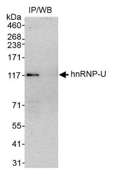 Rabbit anti-hnRNP-U Antibody