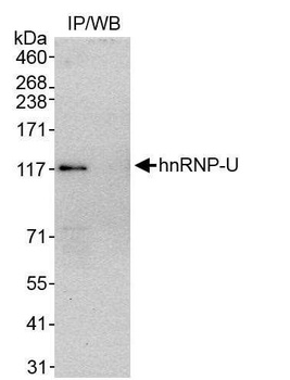 Rabbit anti-hnRNP-U Antibody