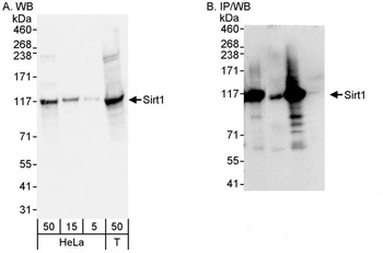 Rabbit anti-Sirt1 Antibody