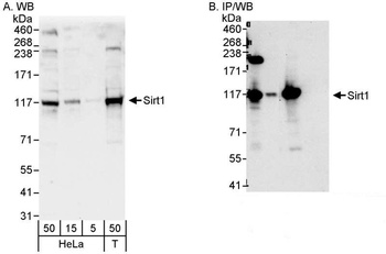 Rabbit anti-Sirt1 Antibody