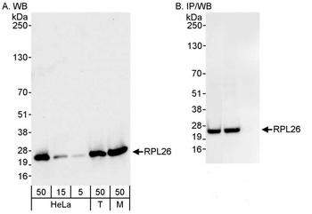 RPL26 Antibody