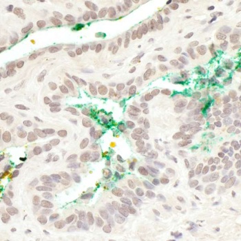 MAML3 Antibody