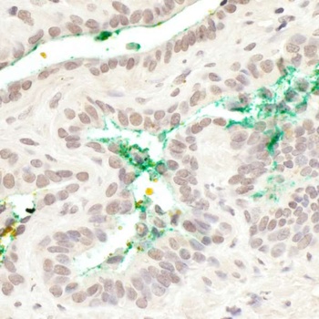 Rabbit anti-MAML3 Antibody