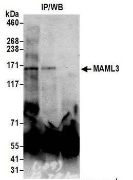 Rabbit anti-MAML3 Antibody