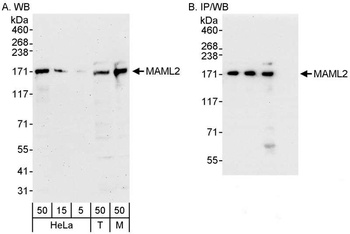 Rabbit anti-MAML2 Antibody