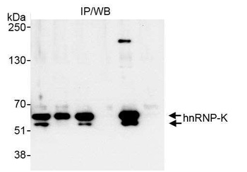 Rabbit hnRNP-K Antibody