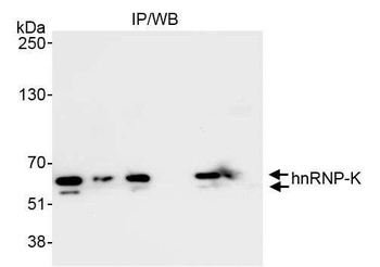 Rabbit hnRNP-K Antibody