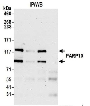 PARP10 Antibody