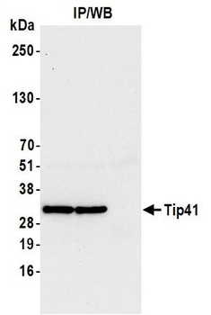 Rabbit anti-Tip41 Antibody