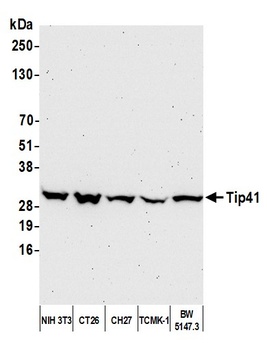 Rabbit anti-Tip41 Antibody