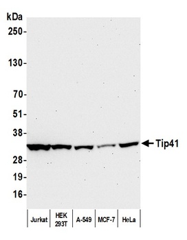 Rabbit anti-Tip41 Antibody