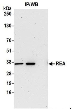 Rabbit anti-REA Antibody