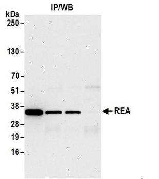 Rabbit anti-REA Antibody