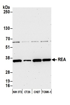 Rabbit anti-REA Antibody