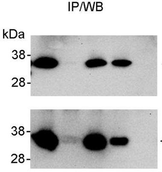 Rabbit anti-REA Antibody