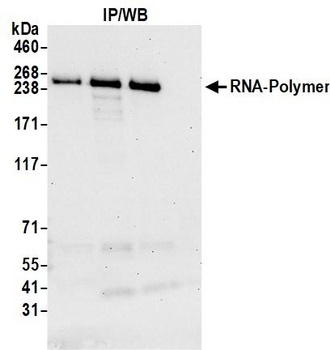 Rabbit RNA Polymerase II Antibody