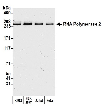 Rabbit RNA Polymerase II Antibody