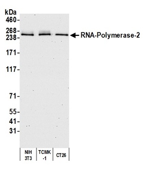Rabbit RNA Polymerase II Antibody