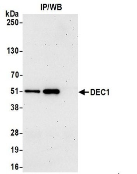 DEC1 Antibody