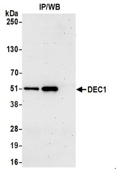 Rabbit anti-DEC1 Antibody