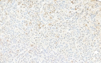 Rabbit GAPDH Antibody