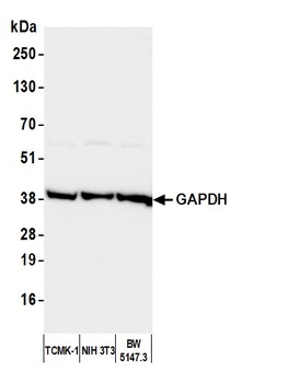 Rabbit GAPDH Antibody