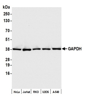 Rabbit GAPDH Antibody