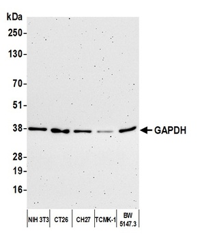 Rabbit GAPDH Antibody